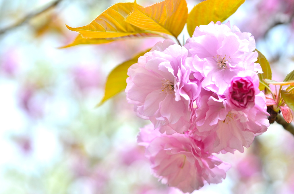 桜の花束