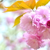 桜の花束