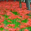 紅き流れ
