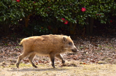 さざんか、さざんか、咲いた道〜