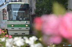 都電荒川線　バラの季節