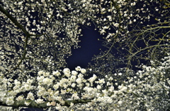 夜桜の流れ