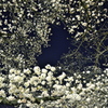 夜桜の流れ