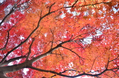 見上げれば紅い空