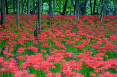 美しく燃える森