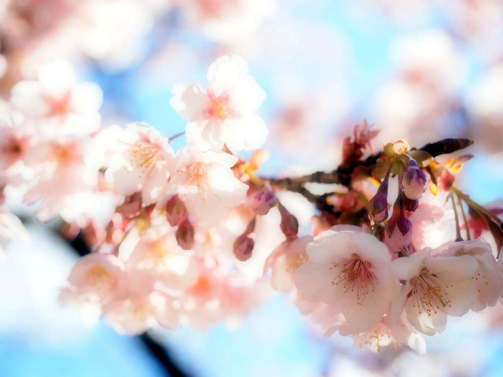 寒桜満開