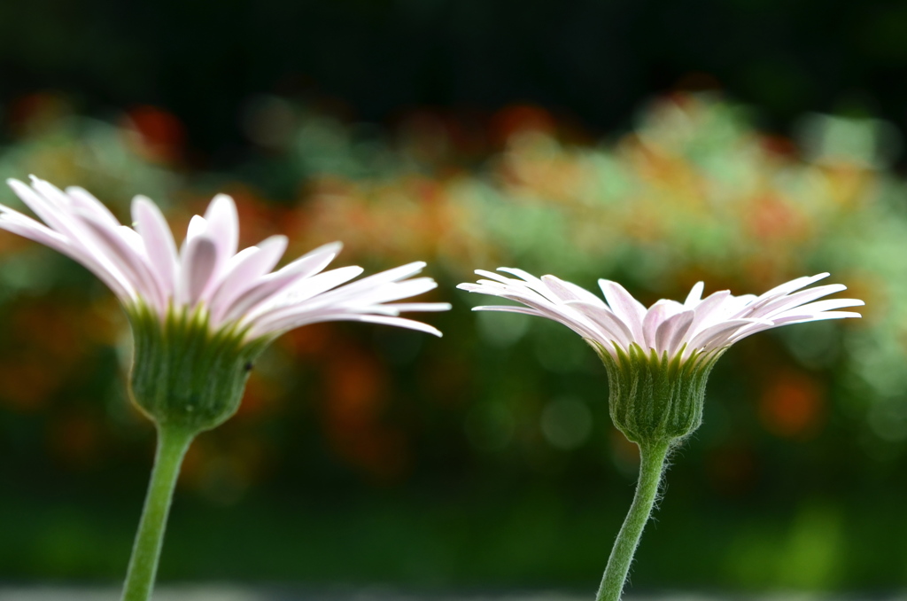 咲くやこの花