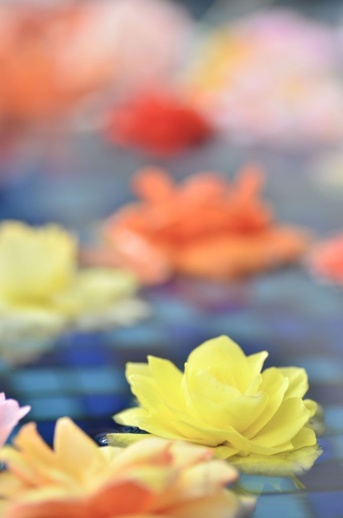 floating flowers