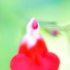flower(Hi)