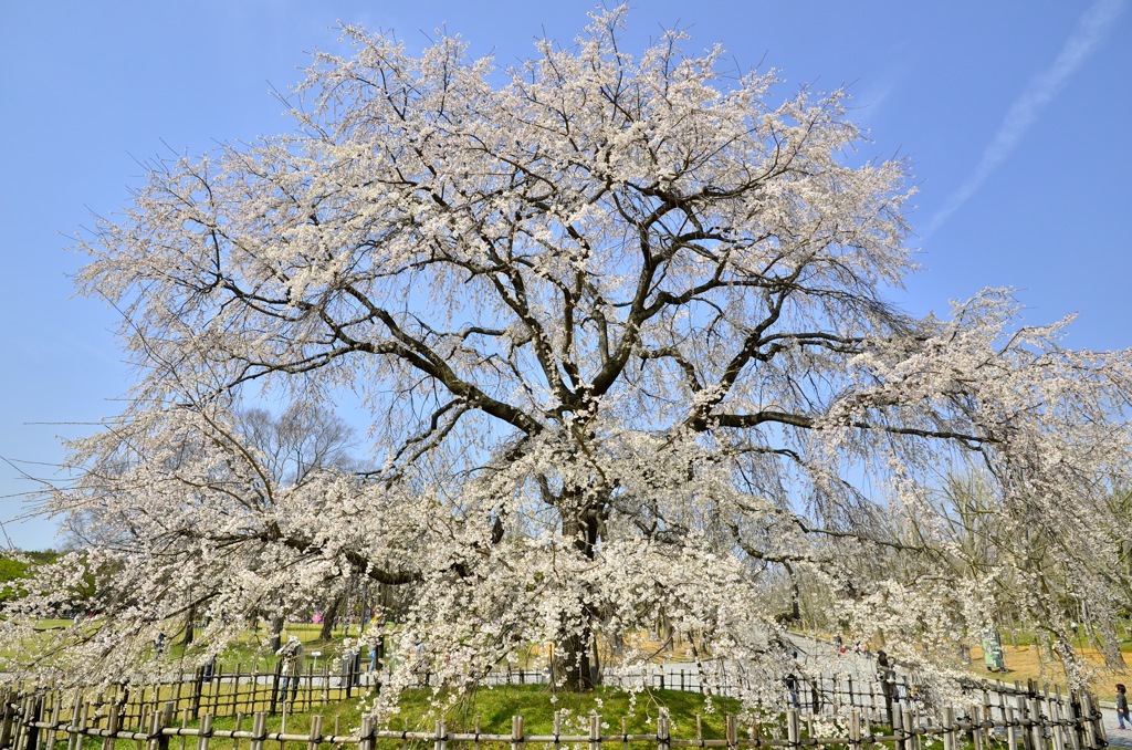 10年目の桜