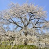 10年目の桜