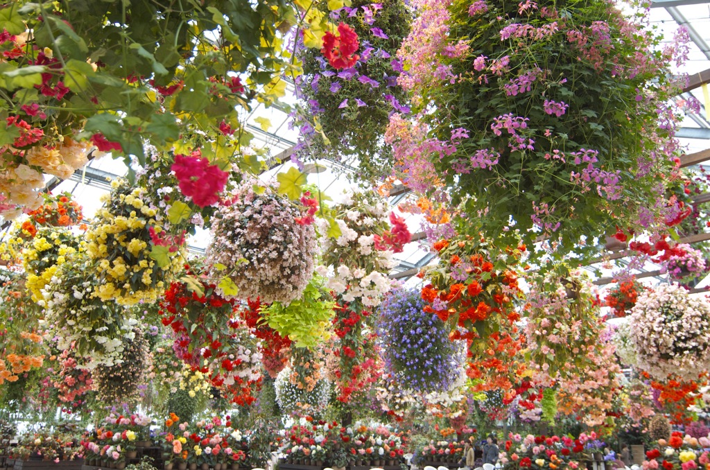 Flower Shower