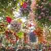 Flower Shower