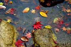 水の紅葉
