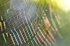 RAINBOW COLOR