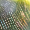 RAINBOW COLOR