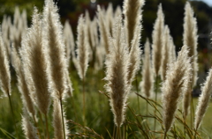 Pampas Grass