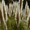 Pampas Grass