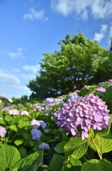 初夏に色づく