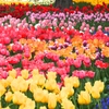 Colorfui2