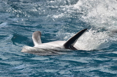 Backstroke