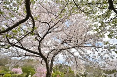 咲き誇る桜花