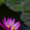 Vivid