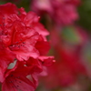 Deep red
