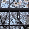 窓辺の春