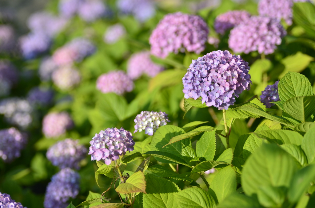 色づく紫陽花