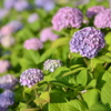 色づく紫陽花