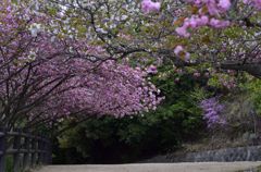 山桜の小径