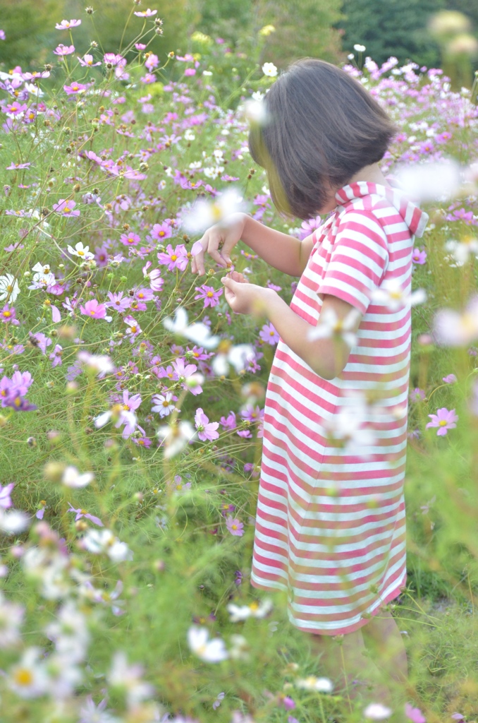 コスモス畑でつかまえて