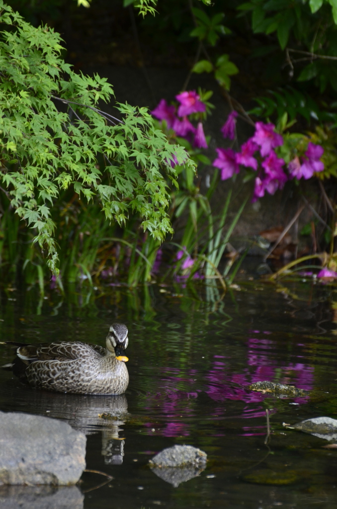 初夏の水鳥