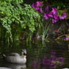 初夏の水鳥