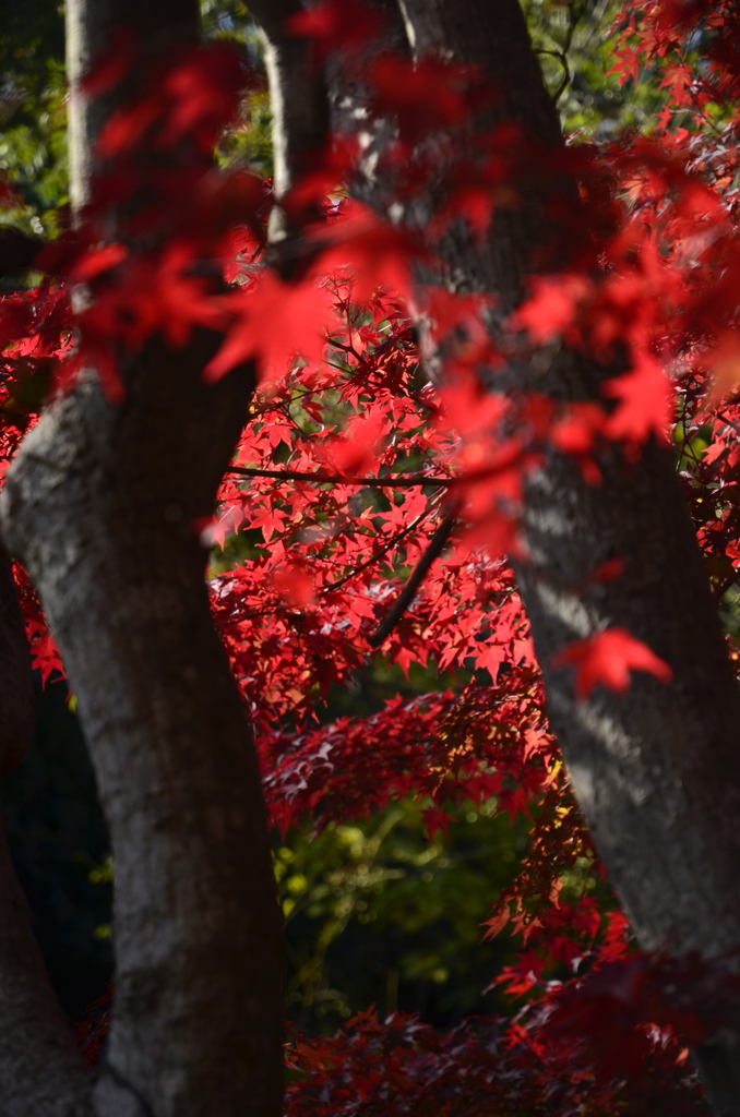 紅き森