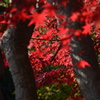 紅き森