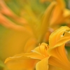 Passion Orange