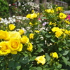 Happy Color