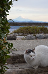富士山と猫