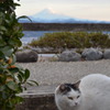 富士山と猫