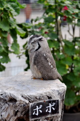眠るひげじいさん