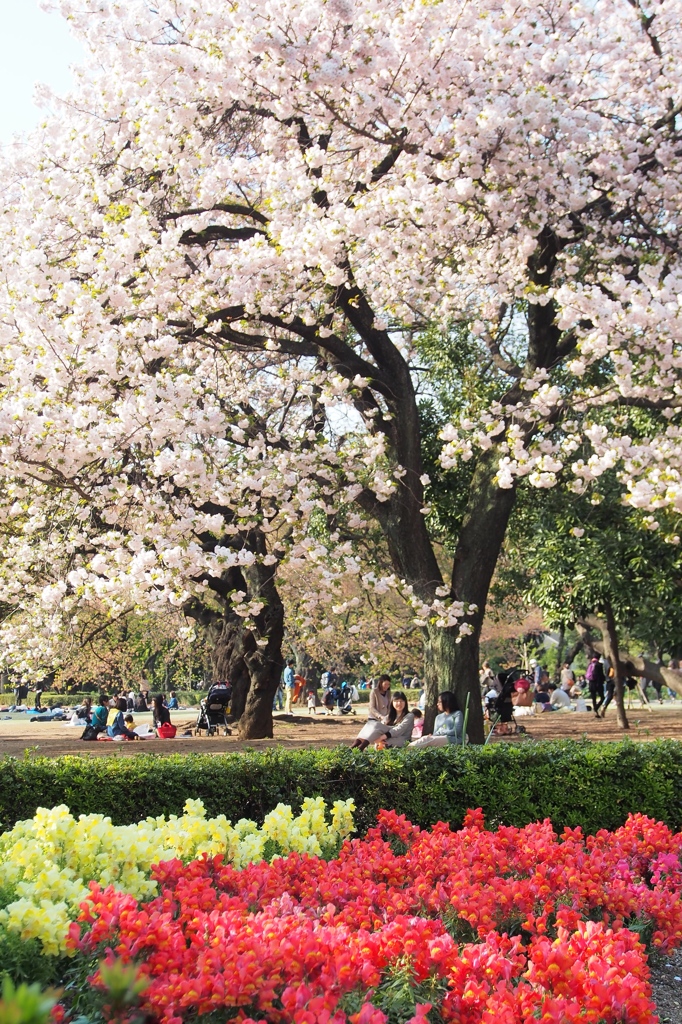 お花見日和