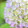 Pastel