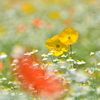 In the dream