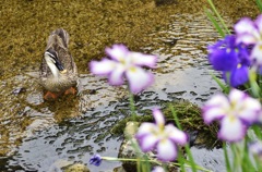 水辺の花見