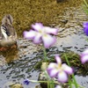 水辺の花見