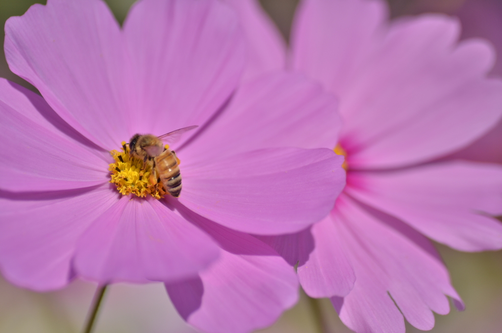 Honey Bee