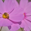Honey Bee