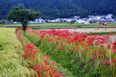 ひがんばなの里